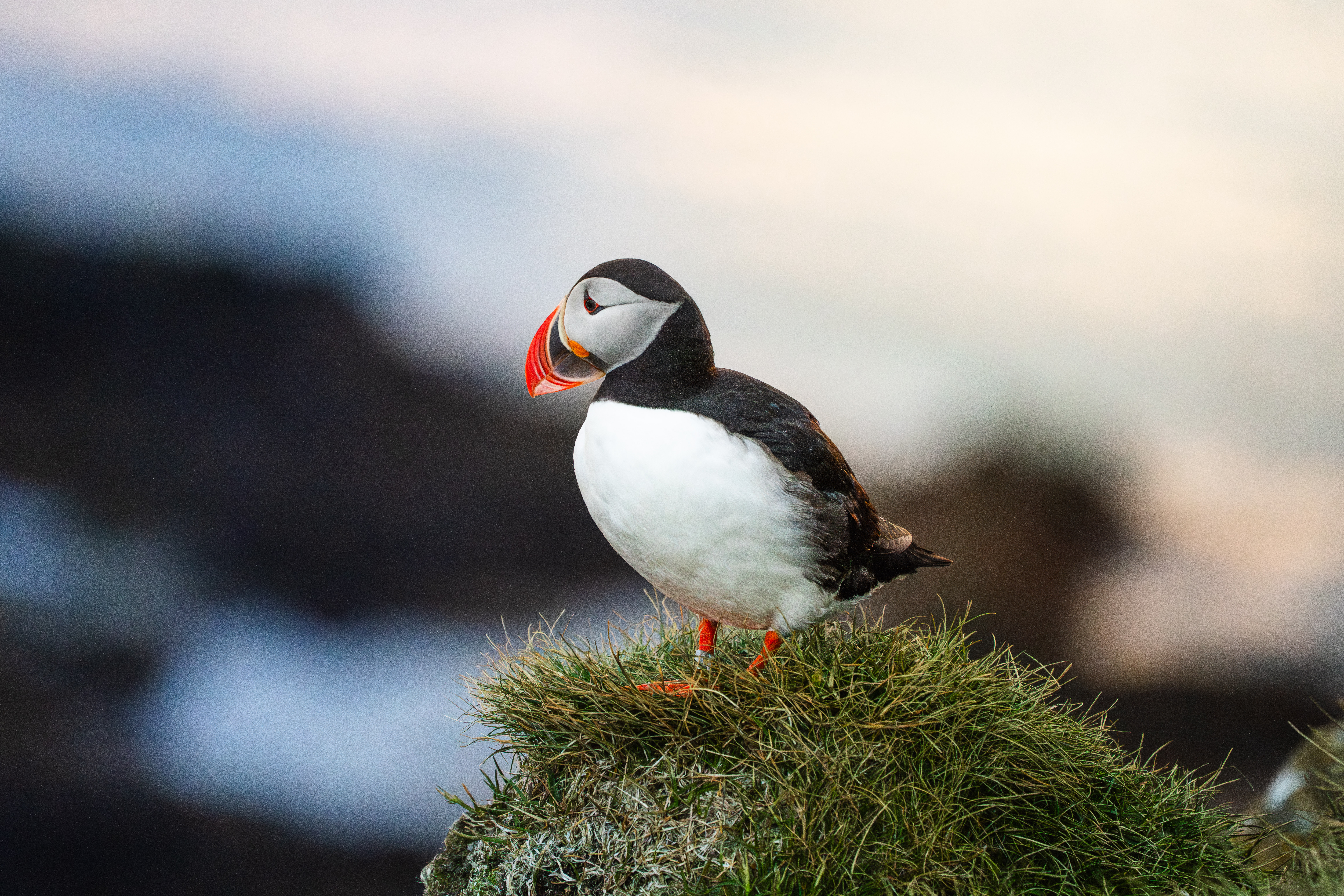 Close view of puffin resting on grass covered cliff in Iceland.