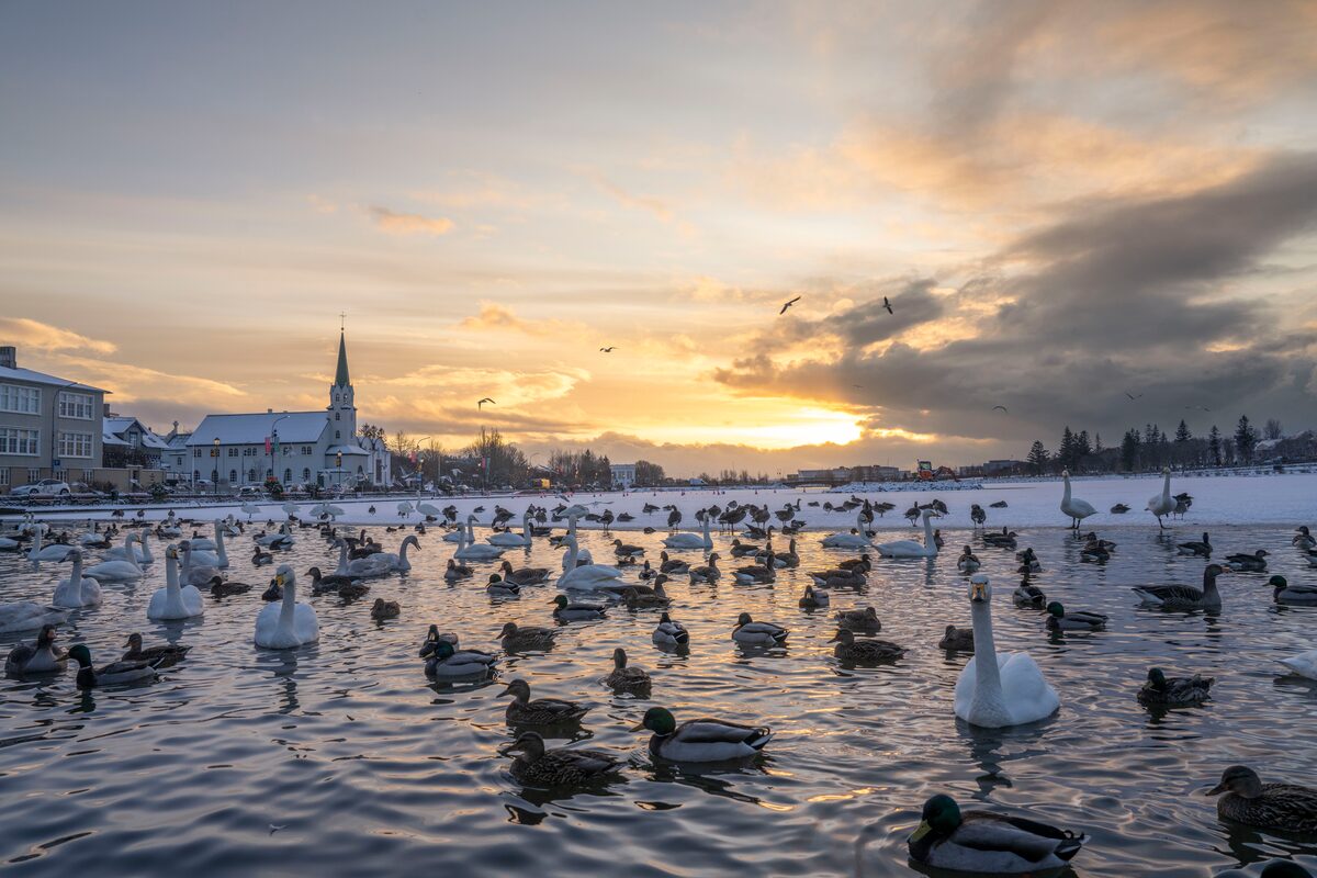 Birds on Tjörnin lake in Reykjavik at sunset.