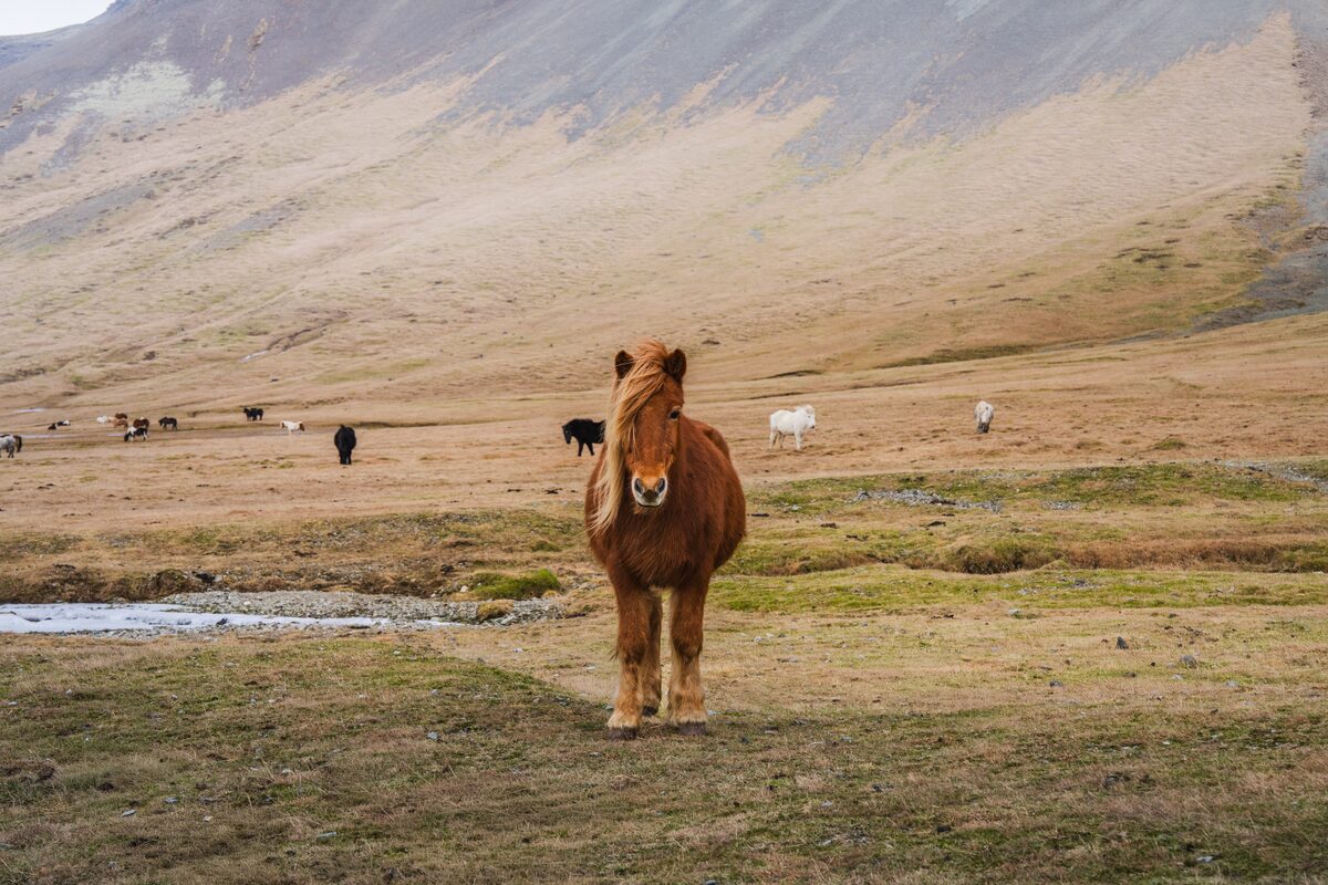 Brown Icelandic horse in an Iceland valley, with mountains and grazing horses in the background.