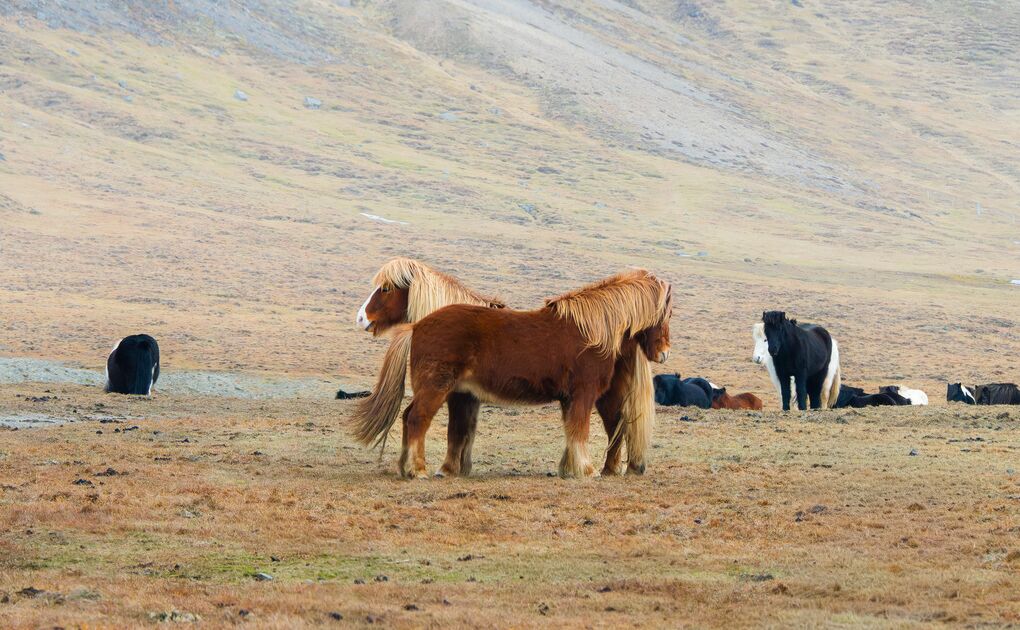 Horse Riding in Iceland Through Lava Fields Near Reykjavik