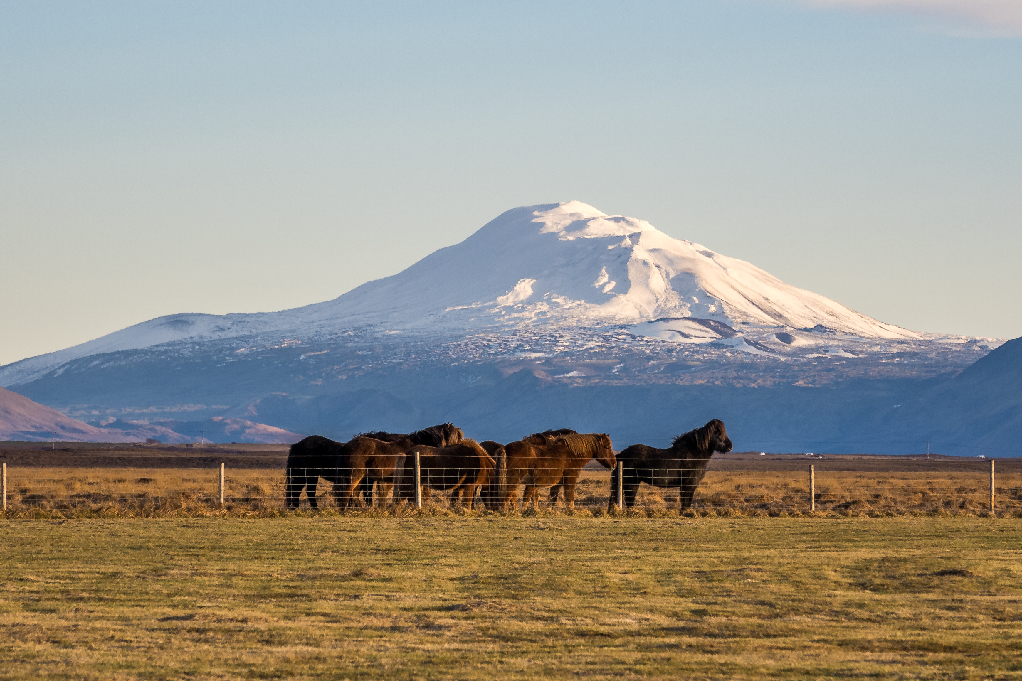 Snow-capped Hekla volcano rising above South Iceland farmland with Icelandic horses grazing in the foreground.