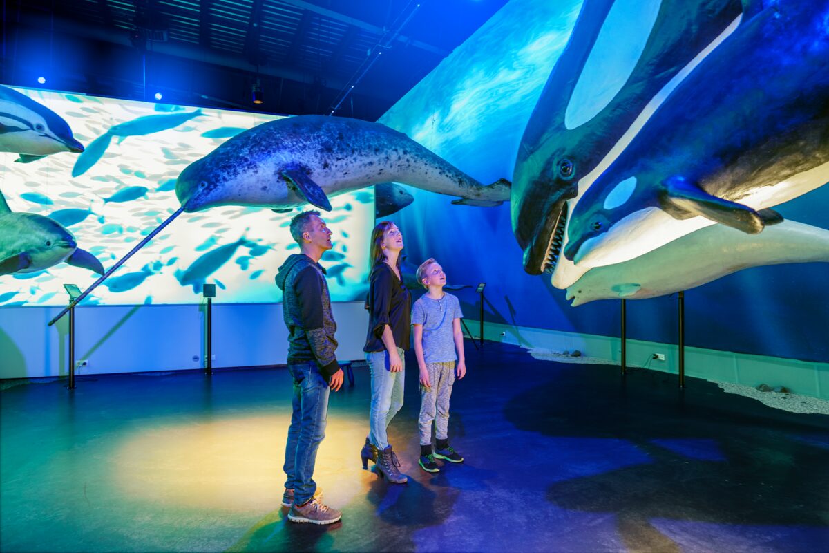 Family of three looking up at suspended whale models at Whales of Iceland in Reykjavík.