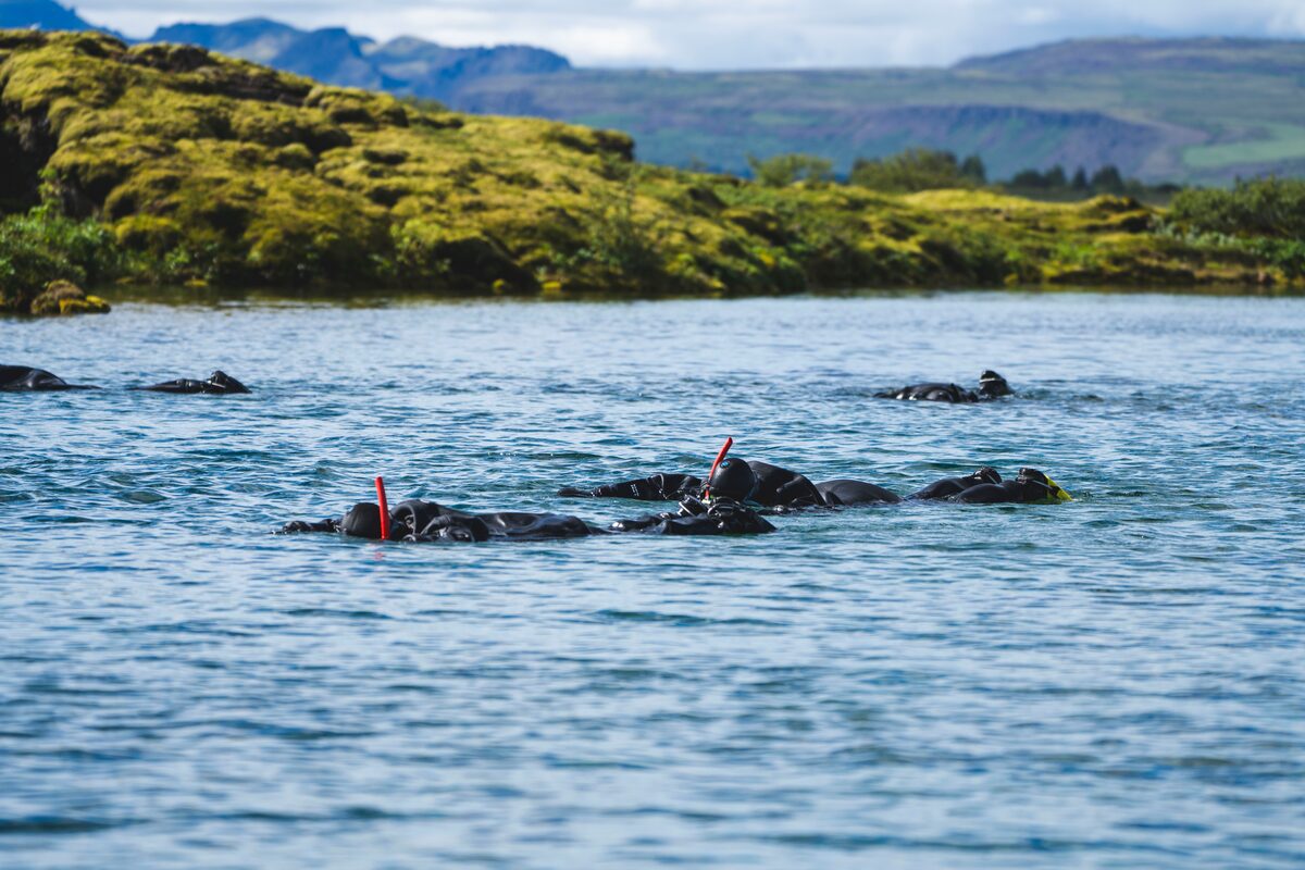 Snorkelers in dry suits on the water surface with green mossy banks behind in Iceland.
