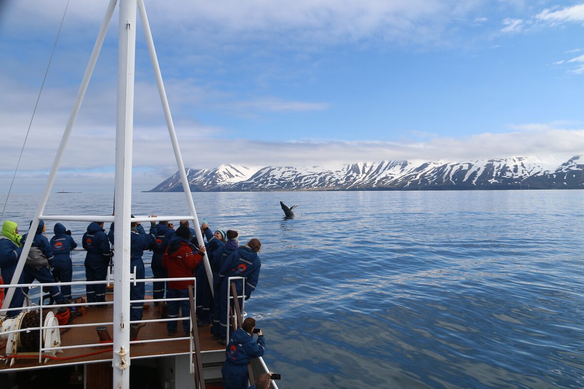 Boat Whale Watching Tour Looking At A Whale Breaching in Iceland