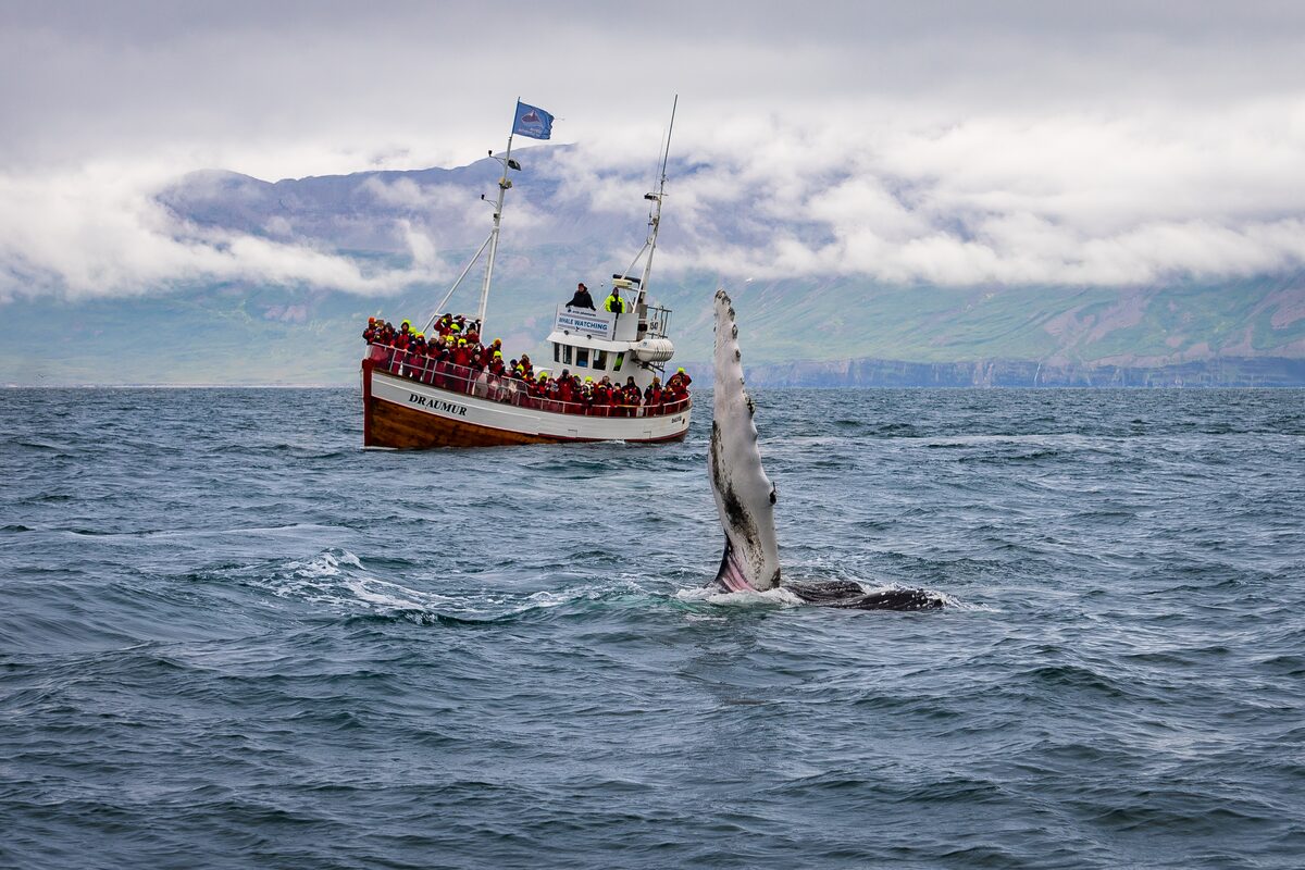 Boat Whale Watching Tour With Whale Fin Out Of Water in Iceland