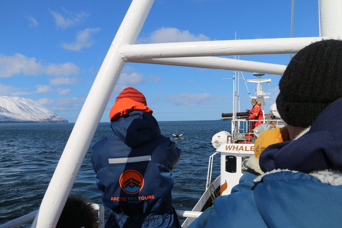 People On A Boat Whale Watching In Dalvik Iceland