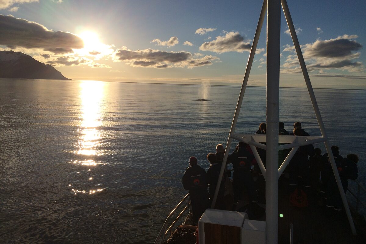 People Whale Watching At Sunset in Iceland