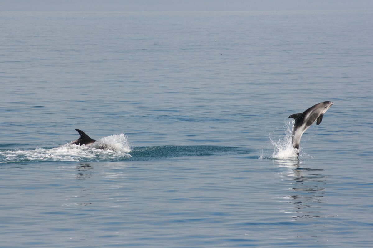 Purpoise Whales Jumping Out Of Water in Iceland