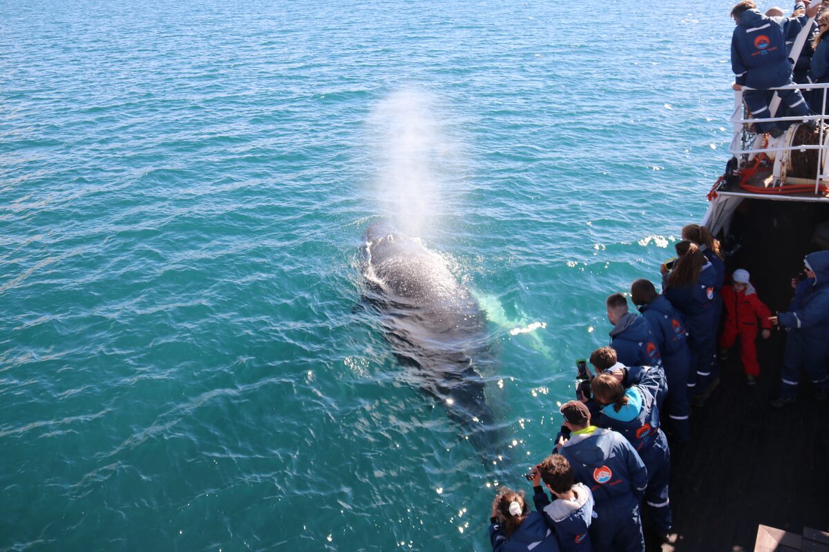 Whale Pushing Water Out Of Blow Hole With People Watching in Iceland