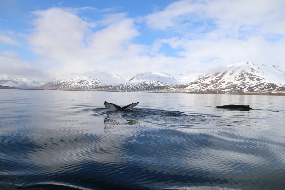 Whales In Dalvik, North Iceland