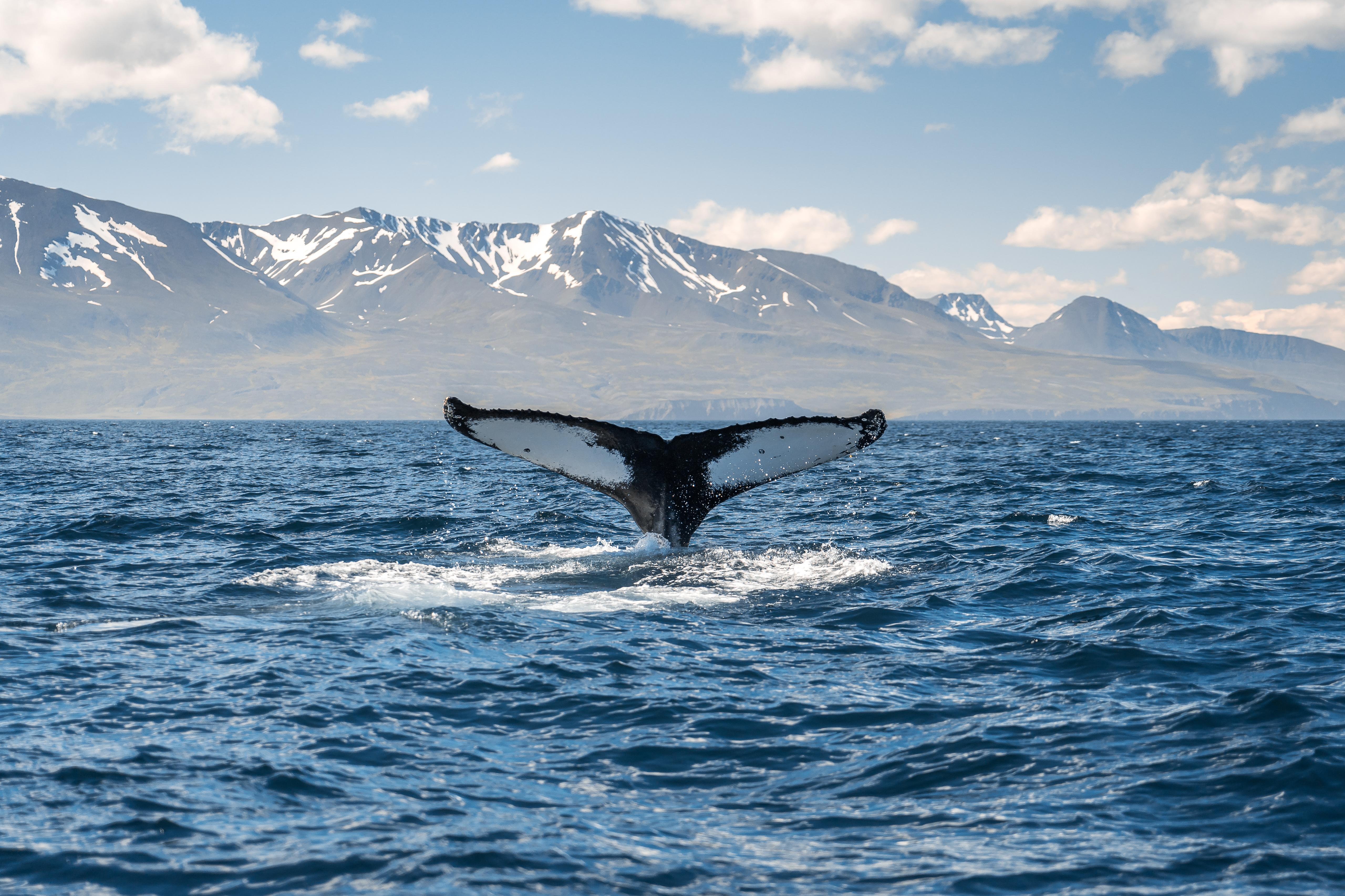 Humpback whale fluke raised above the water near Húsavík with snow-streaked mountains behind.