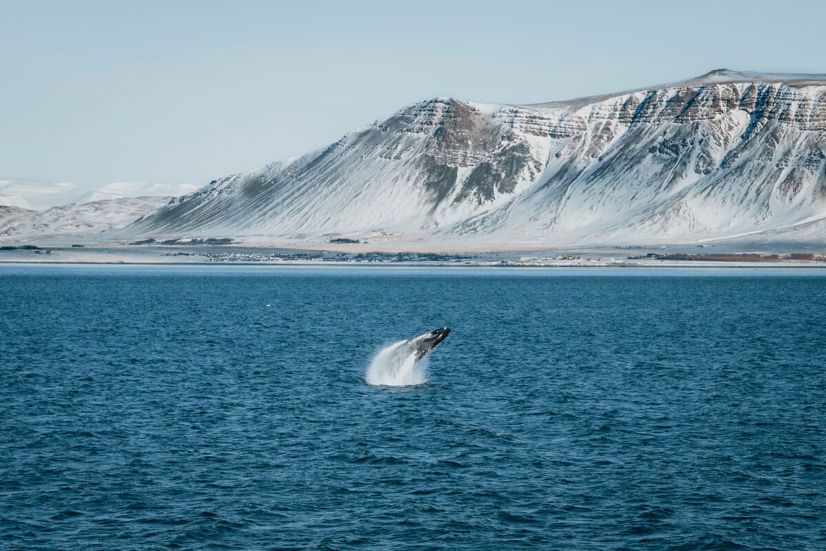 Humpback whale surfacing on Eyjafjörður during a whale watching tour from Akureyri.
