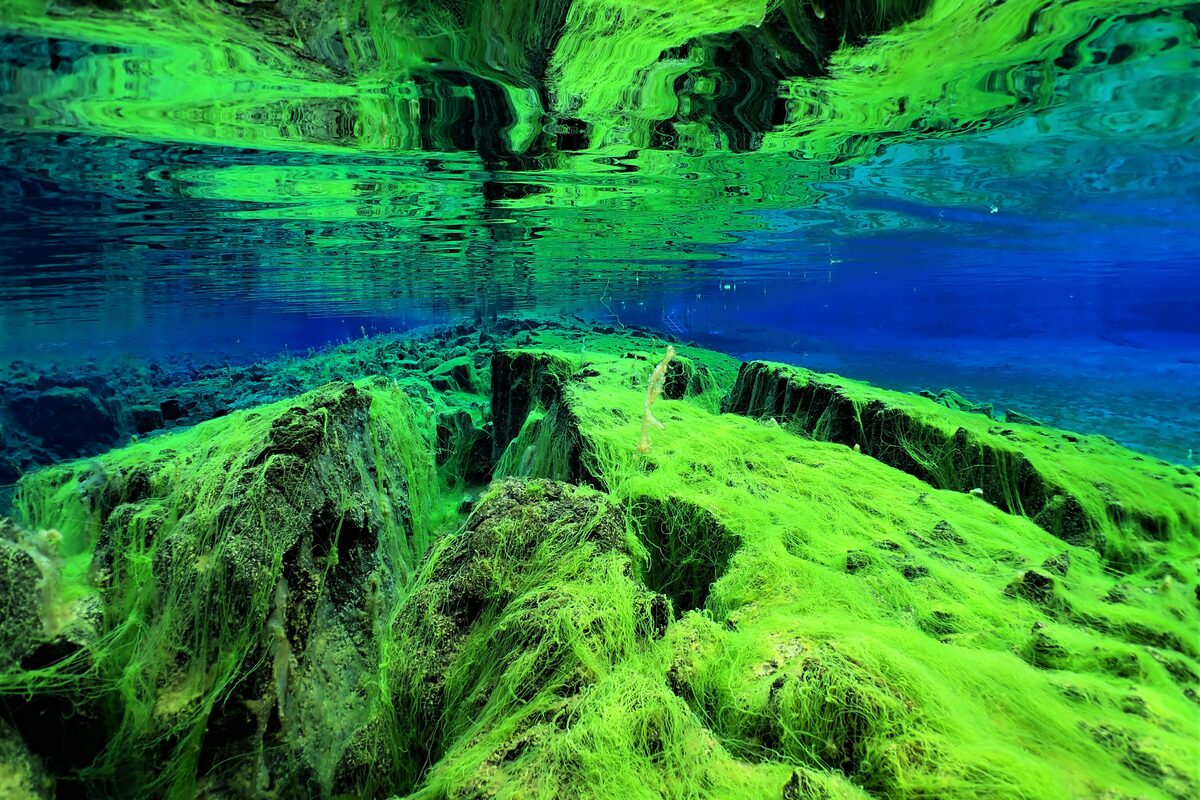 Green Algea In Silfra in Iceland