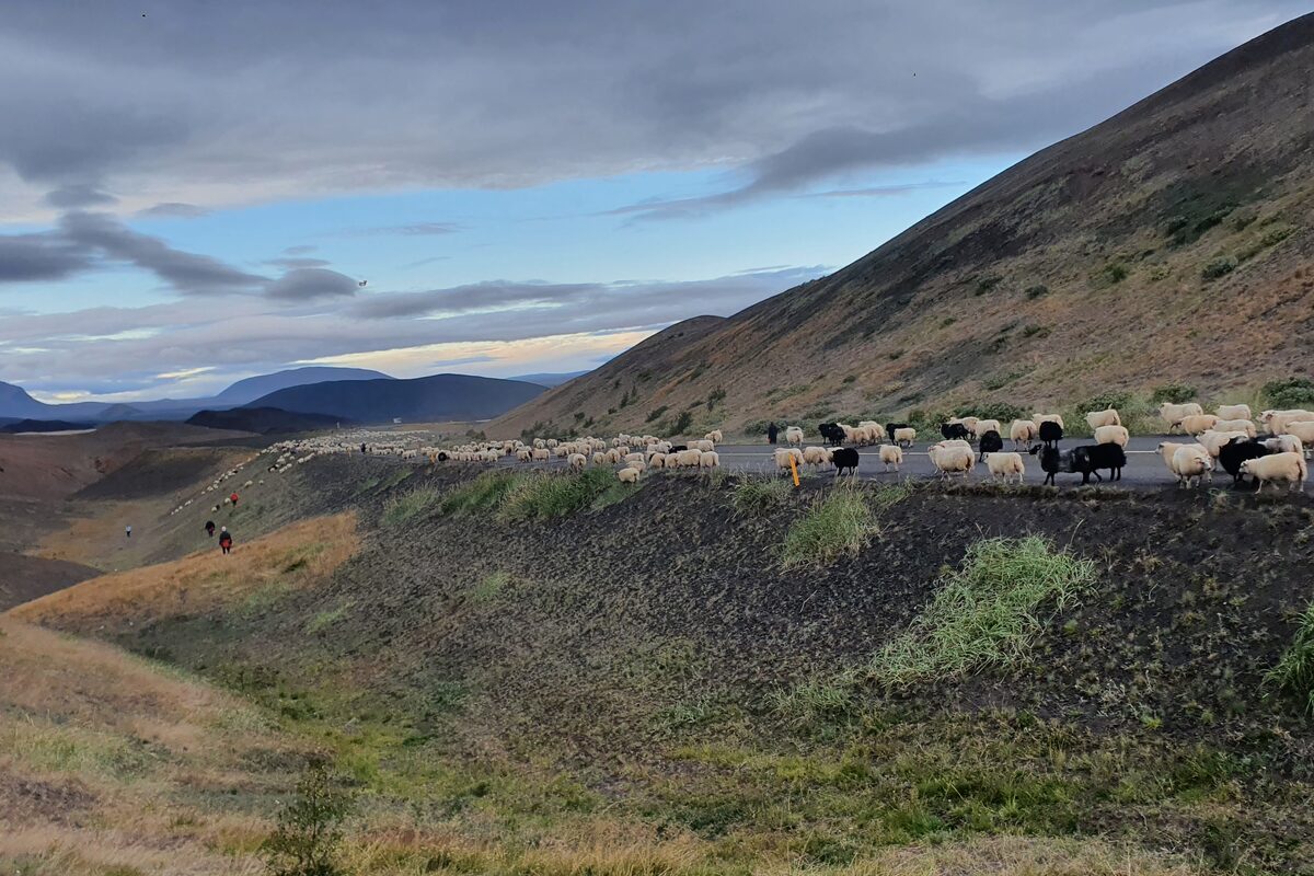 Several hundred sheep walking along a paved road through a mountain valley at dusk, with herders following behind.
