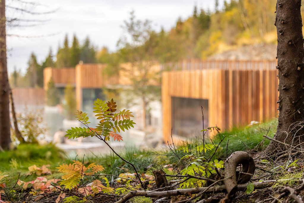Autumn Leaves With Forest Lagoon In The Background in Iceland