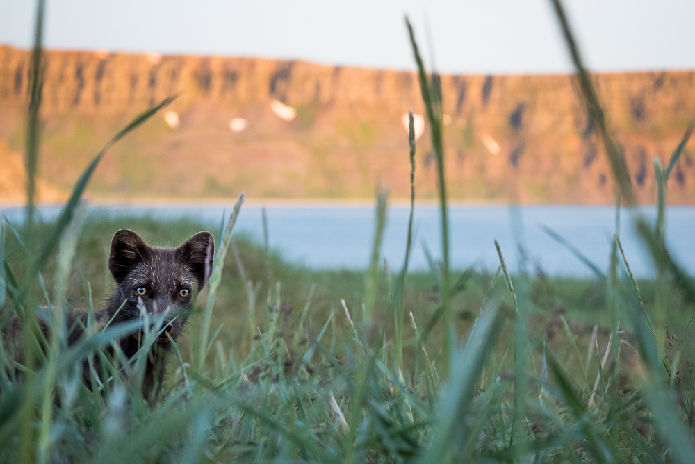 Arctic Fox In Grass Looking At The Camera in Iceland