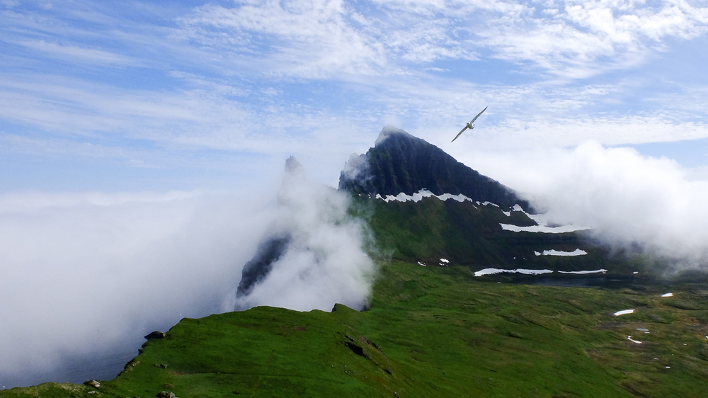 Bird Flying Over A Cliff Covered In Clouds in Iceland