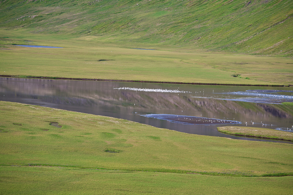 Birds On A River With Green Fields Around in Iceland