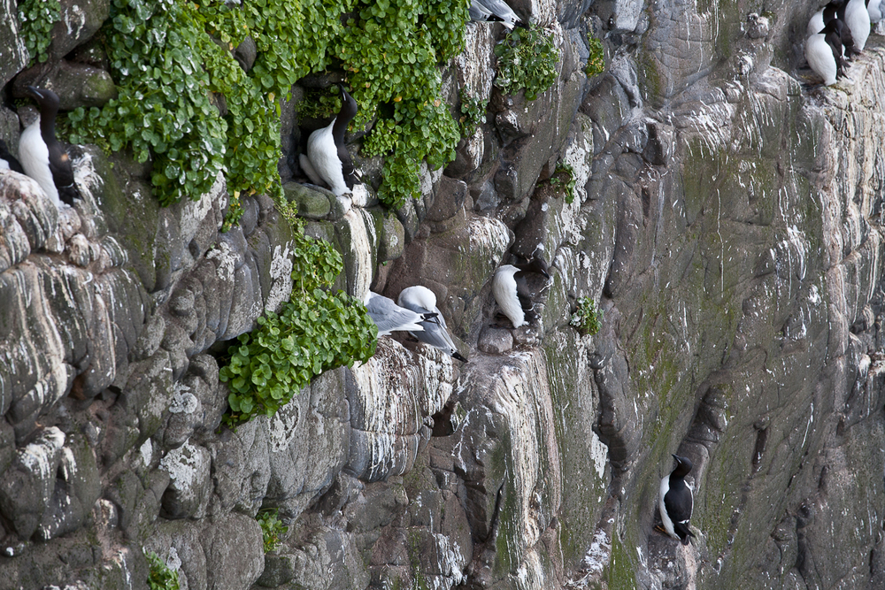 Birds Sitting On A Stone Wall in Iceland