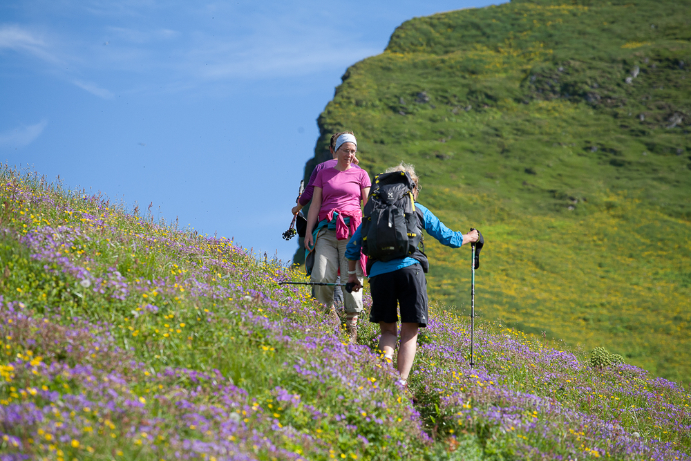 Hikers Walking Through Flower Field in Iceland
