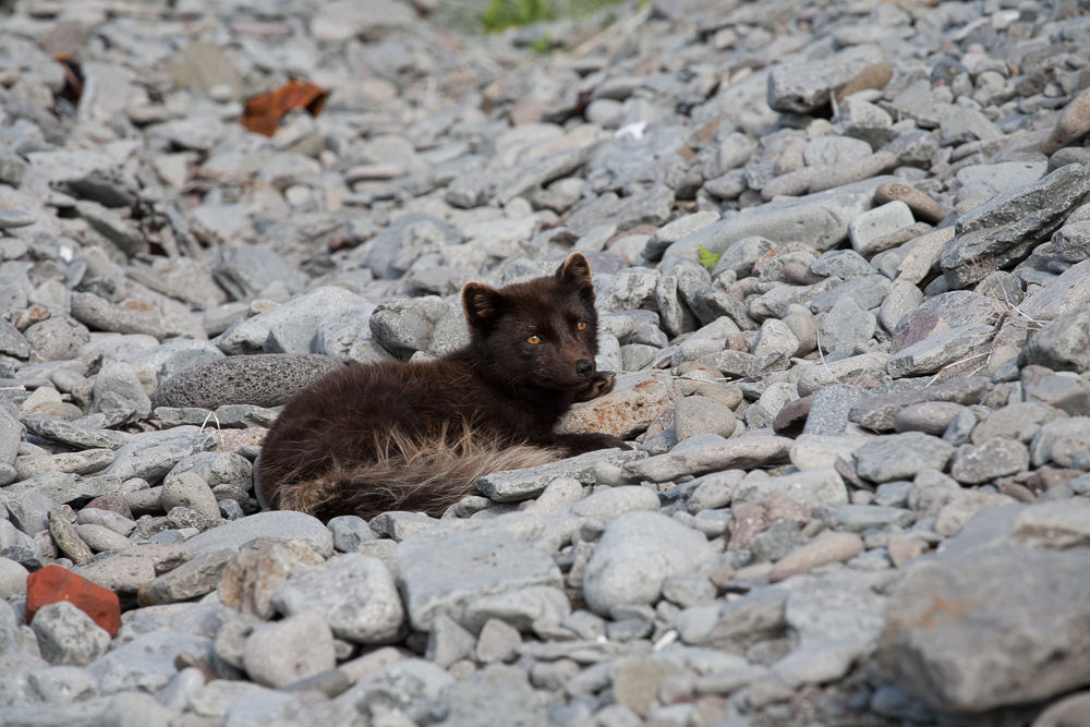 Arctic Fox Laying On Rocks in Iceland