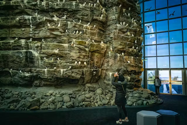 Visitor at the base of Perlan's Látrabjarg cliff replica, lined with seabird models on ledges.