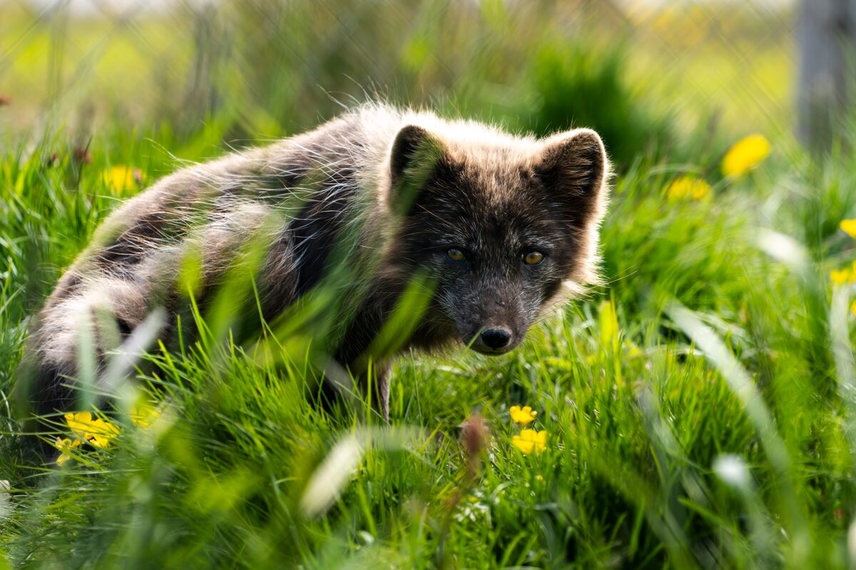 Arctic fox in brown summer coat partially hidden in tall grass and yellow wildflowers at Hornstrandir, Iceland.