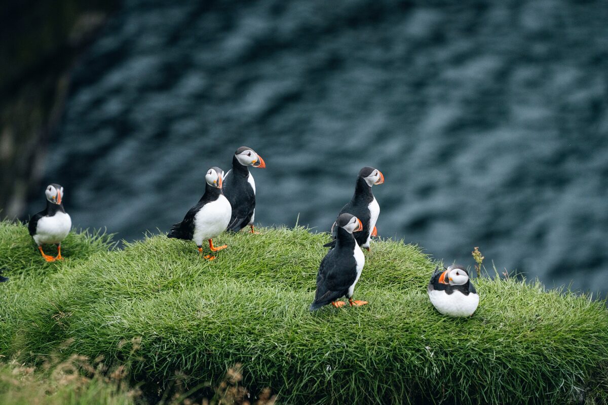 Group of Atlantic puffins standing on a grassy cliff edge in Iceland, with the ocean blurred in the background.