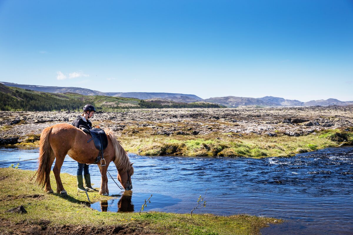 Horse Drinking Water From A Stream With A Person Next To It in Iceland