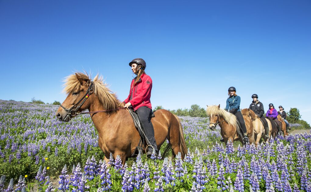 Reykjavík Horse Riding Tour