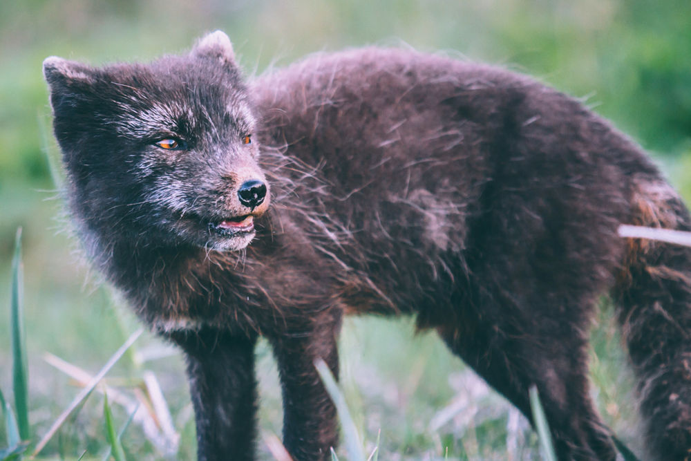 Arctic Fox With Summer Brown Coat in Iceland