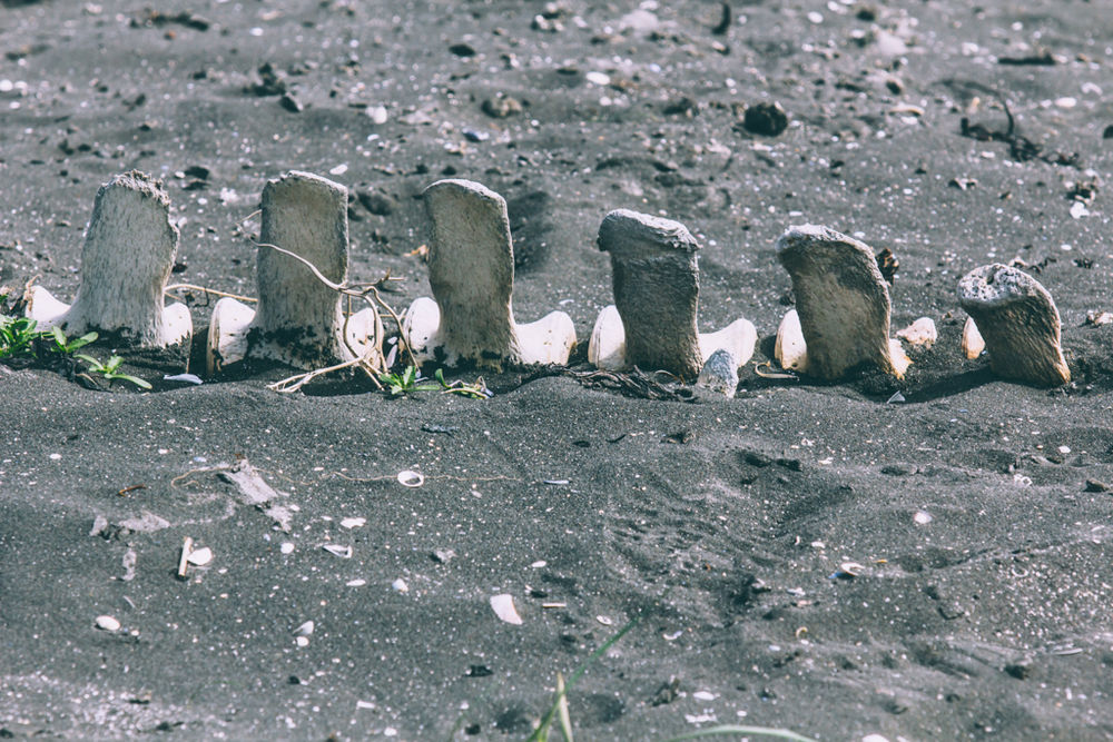 Bones Sticking Out Of The Sand in Iceland