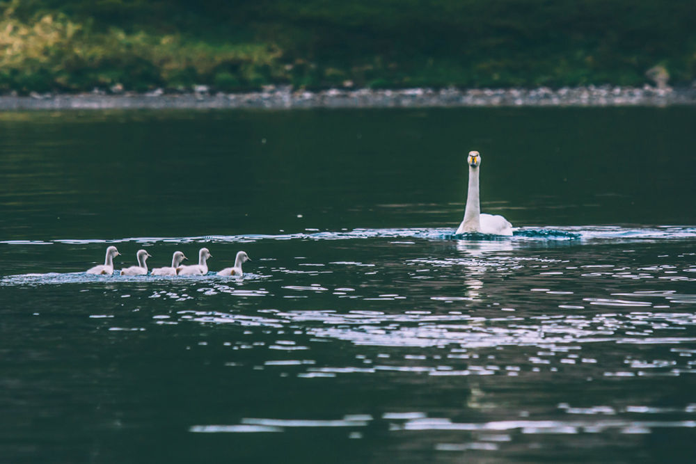 Swan With Baby Swans On Water in Iceland