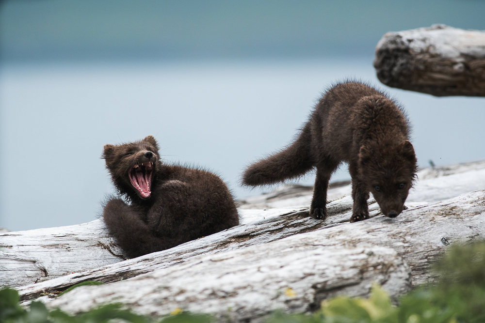 Two Arctic Foxes With Brown Coats One Yawning in Iceland