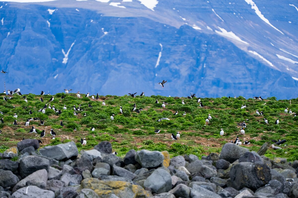 Many Puffins With Mountains In The Background in Iceland