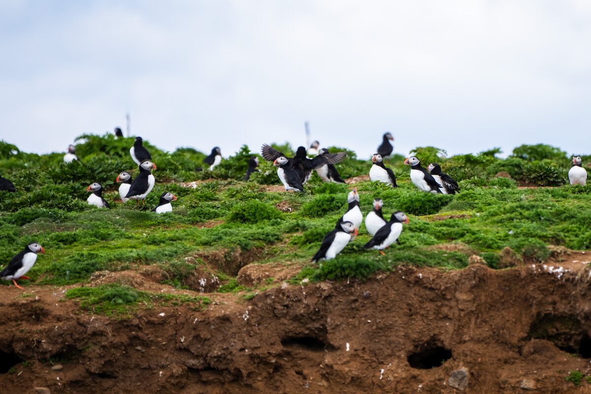 Many Pufins On A Grassy Field in Iceland