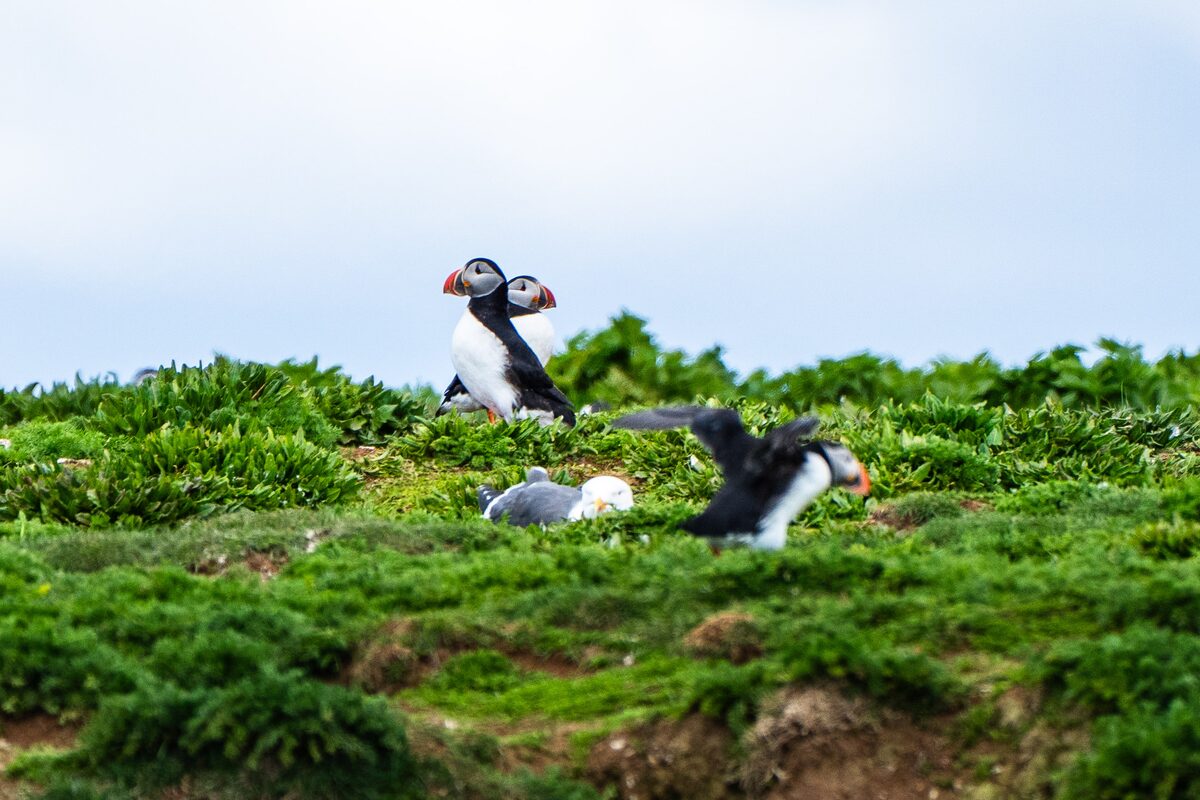 Puffins And A Seagul On Grass in Iceland