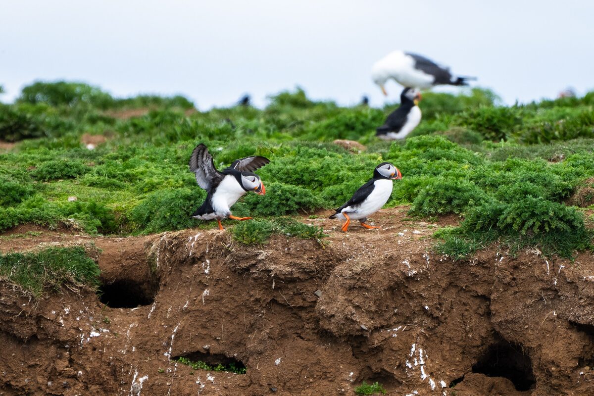 Puffins And One Is Landing in Iceland