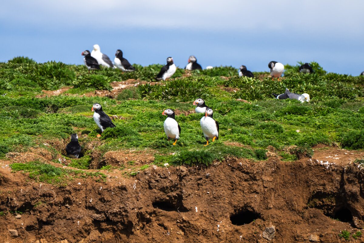 Puffins On A Grassy Cliff in Iceland