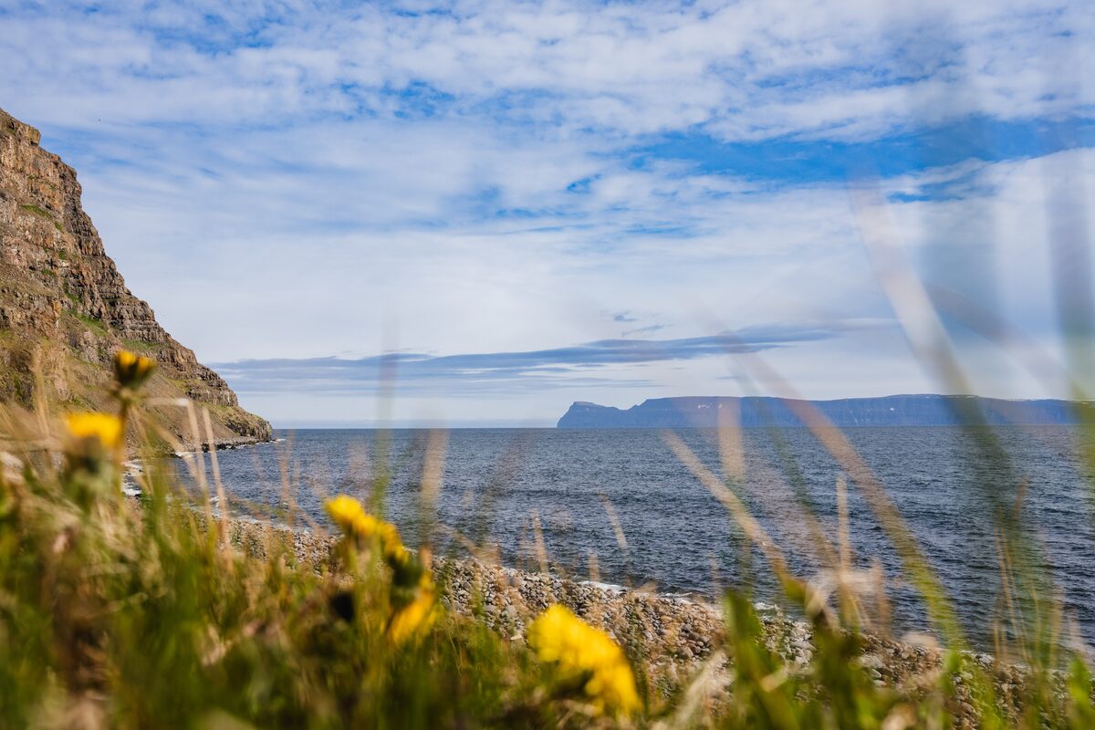 Coastal cliffs and a distant headland across the sea, with grass and yellow flowers in the foreground, Westfjords.