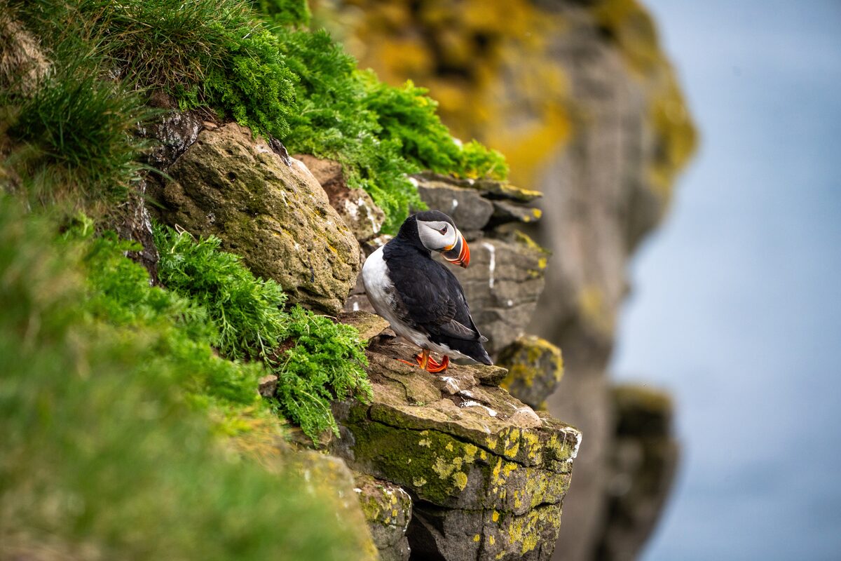 Atlantic puffin on a mossy rock ledge beside a green cliff in Iceland. 