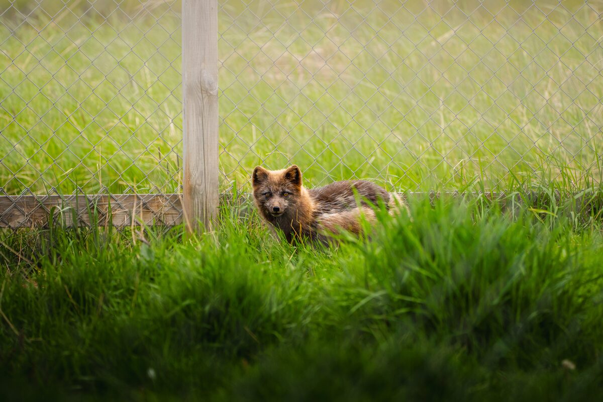 Brown Arctic fox in long grass behind a wire fence in the Westfjords of Iceland.