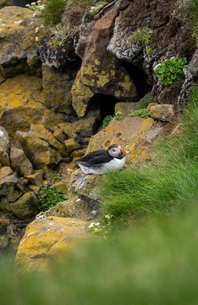 Discover the Westfjords: 25% Off