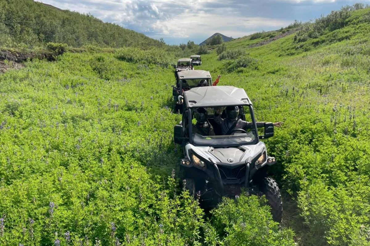 Buggies driving single file along a narrow trail through green fields with purple lupines in Iceland.