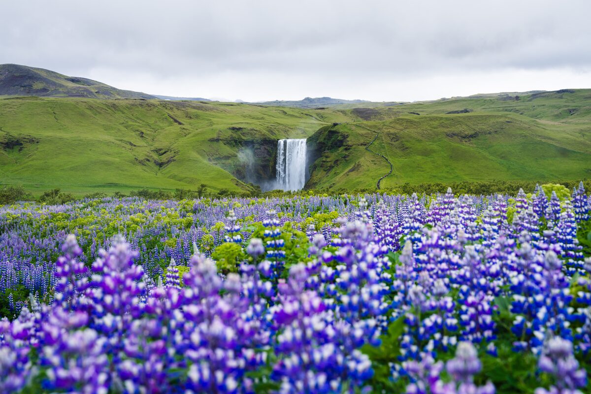 Lubin Flowers With A Skogafoss Waterfall In The Background in Iceland