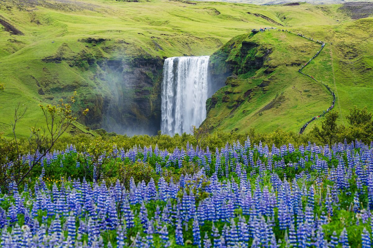 Lubins In Front Of Skogafoss Waterfall in Iceland