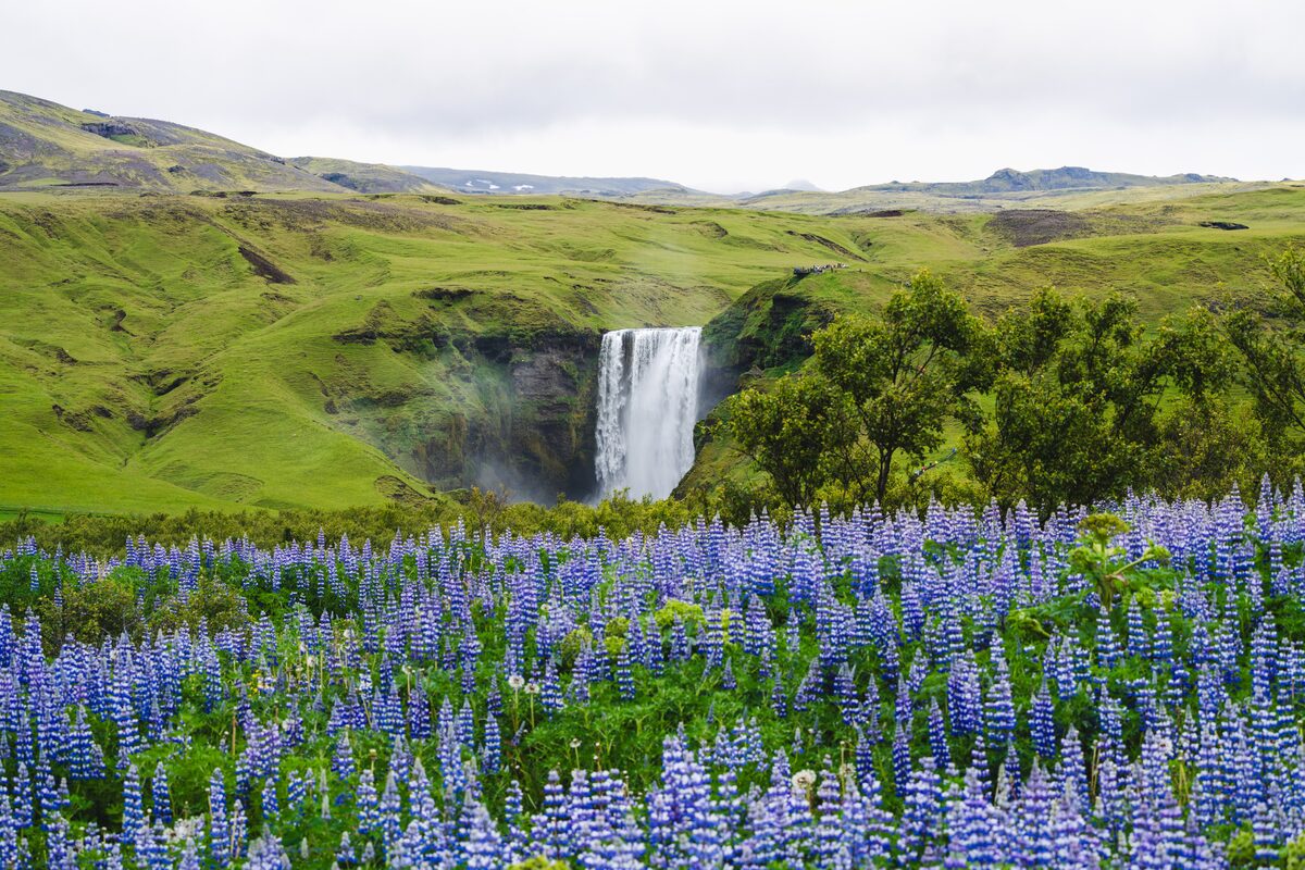 Trees And Lupins In Front Of Skogafoss in Iceland