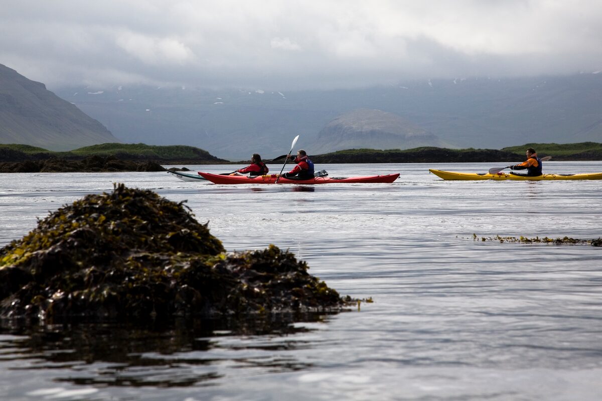 Three kayakers in red and yellow sea kayaks paddle past a kelp-covered rock below misty mountains.