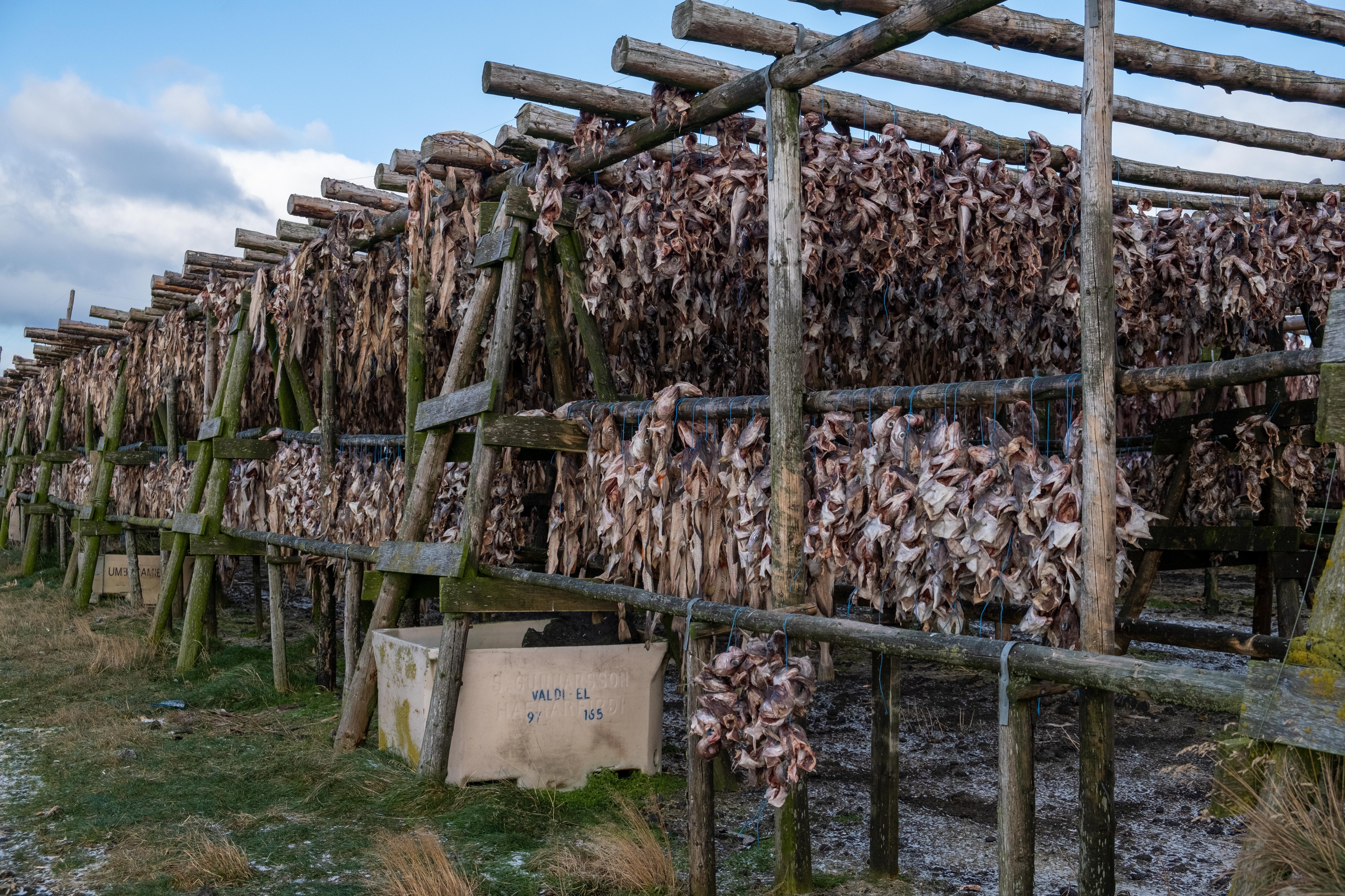 Rows of fish hanging to dry on tall wooden outdoor racks under a blue sky.