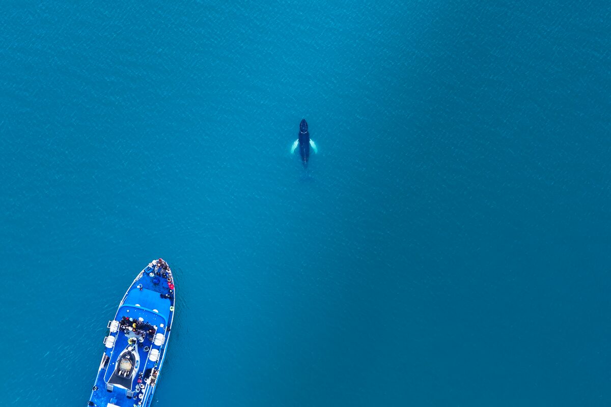 Humpback whale surfacing near a whale watching boat in Icelandic coastal waters.